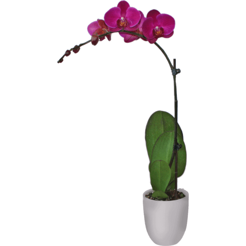 plants